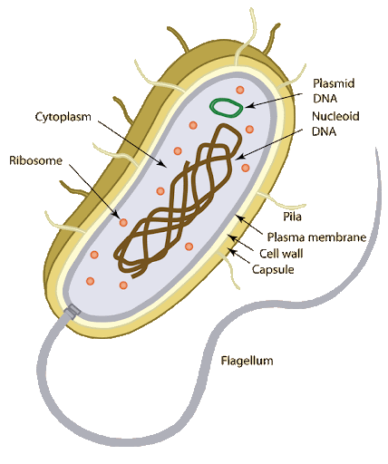 시리즈 | Paleontology - 3. 생물분류