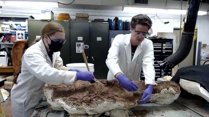 시리즈 | Palaeontology - 1. 화석