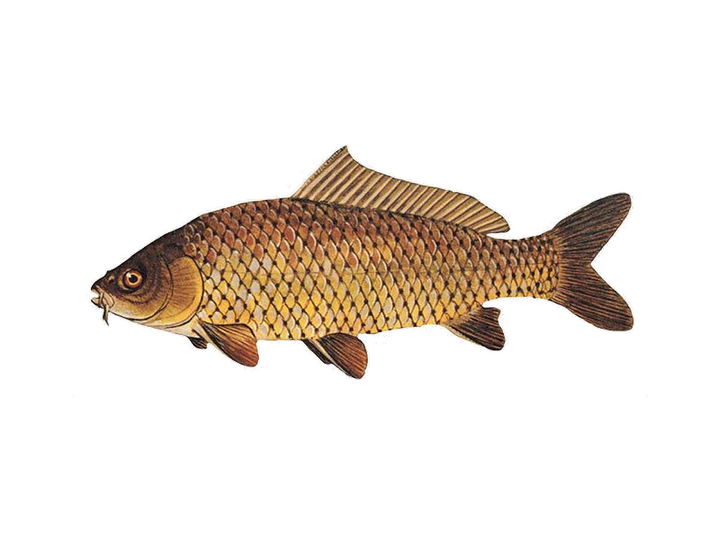 String Matching Algorithms